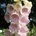 Digitalis detail fleur